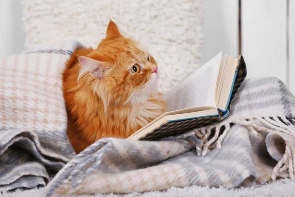 Red cat with book on sofa