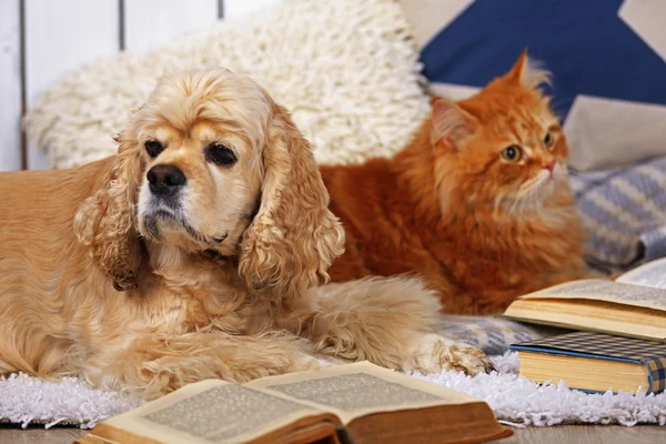 Cat and dog with books