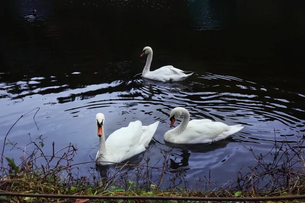 Swans on pond in park