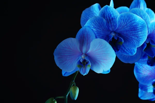 Beautiful blue orchid flowers