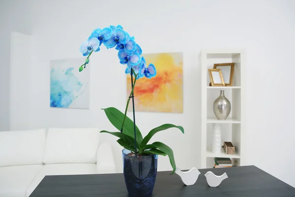 Beautiful blue orchid flower on table