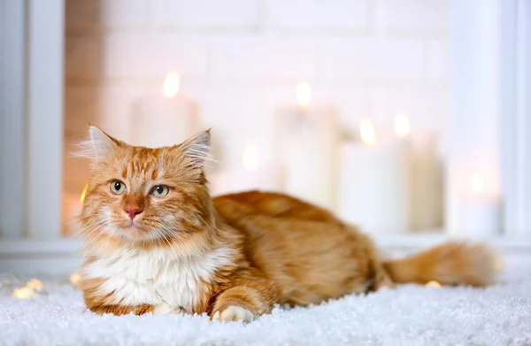 Fluffy red cat lying on a carpet