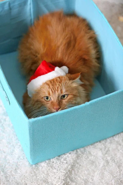 Fluffy red cat with Santa hat sitting in a box