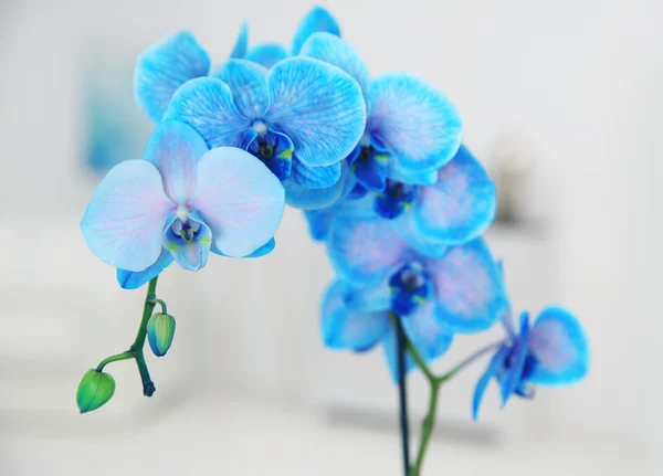 Blossoming branch of blue orchid