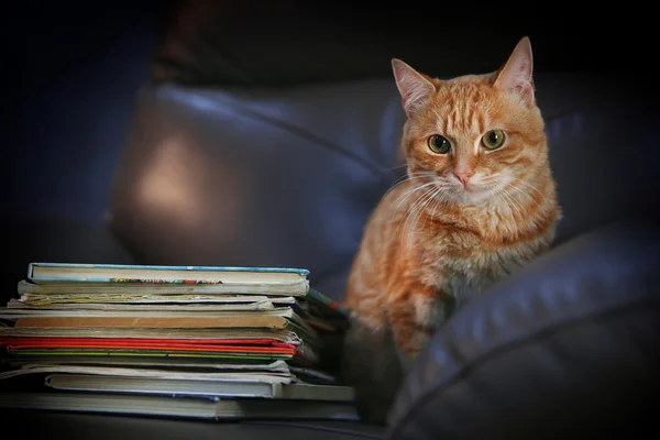 Red cat and pile of books