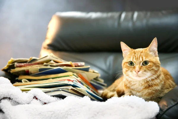 Red cat and pile of books