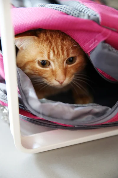 Red cat in sport bag