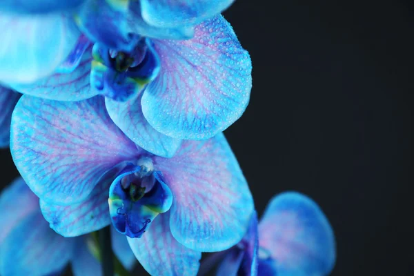 Beautiful blue orchid flowers