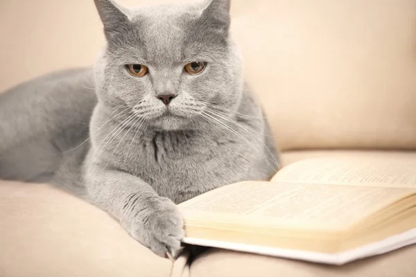 Beautiful grey cat on sofa with book