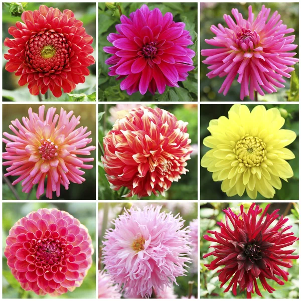 Collage with dahlia flowers