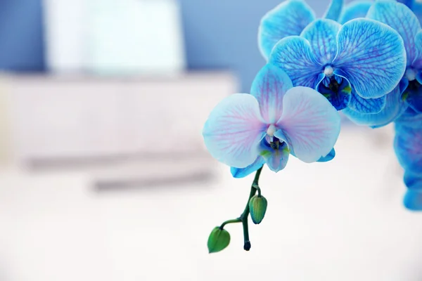 Blossoming branch of blue orchid