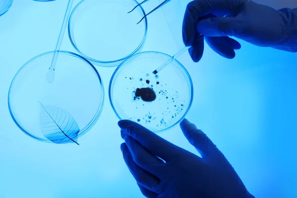 Petri dishes in laboratory