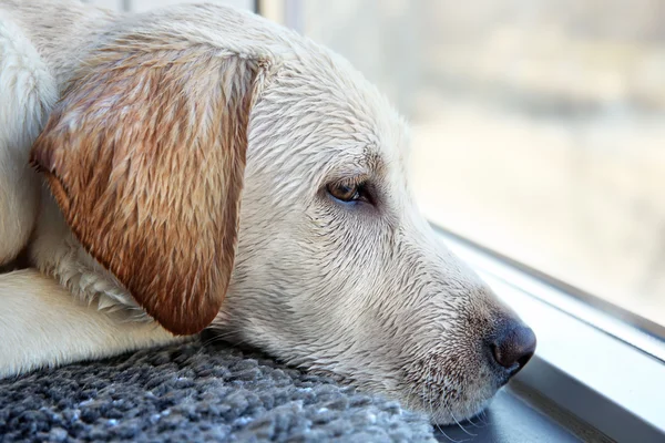 Wet Labrador dog looking out window