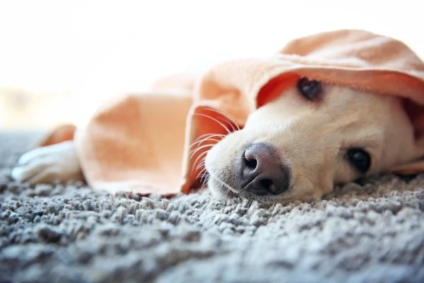 Wet Labrador dog in towel