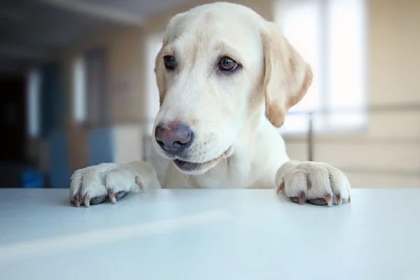 Cute Labrador dog's paws on table