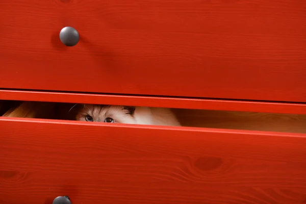 Cat hiding in the red drawer