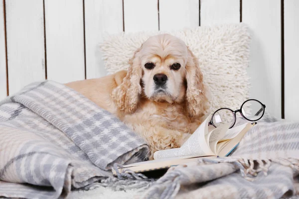 Dog with books on sofa