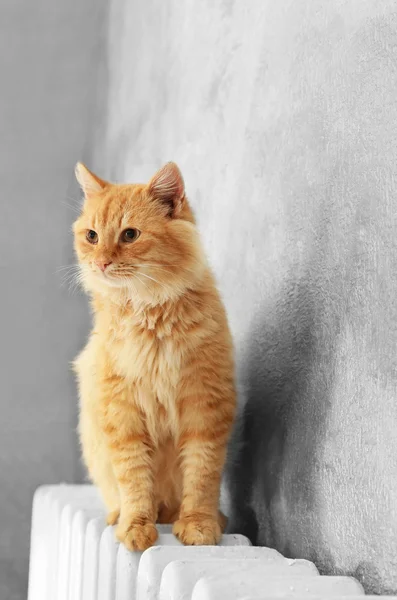 Fluffy red cat on warm radiator