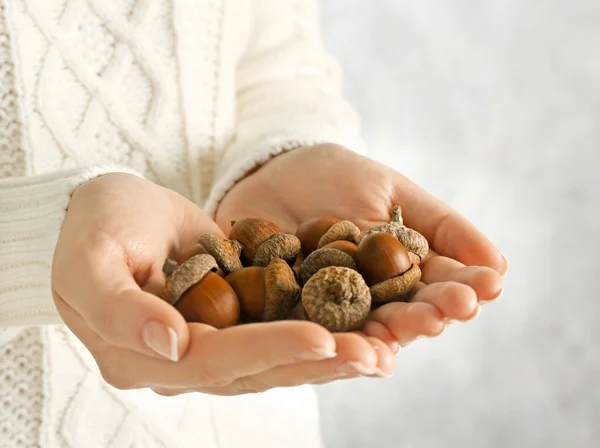 Pile of acorns in woman hands