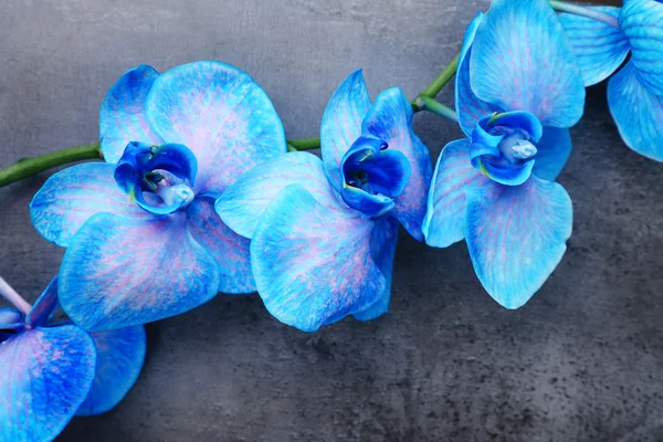 Beautiful blue orchid flowers