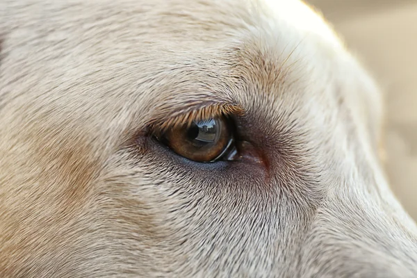 Labrador dog\'s eye