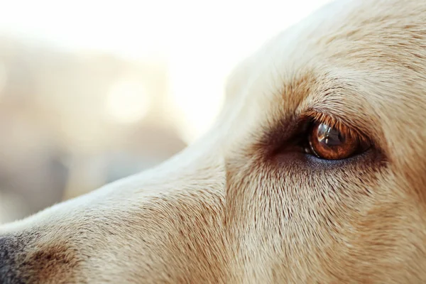 Labrador dog's eye