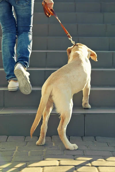 Labrador dog walking with human