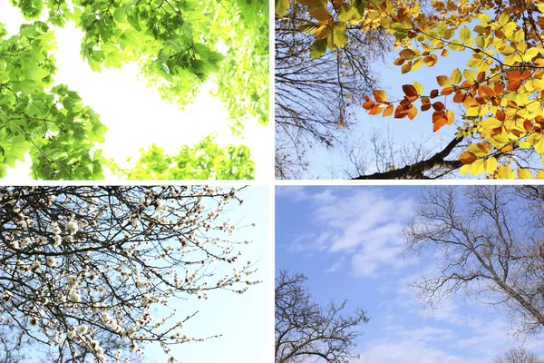 Four seasons collage: