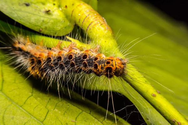 Caterpillar eating green leaves