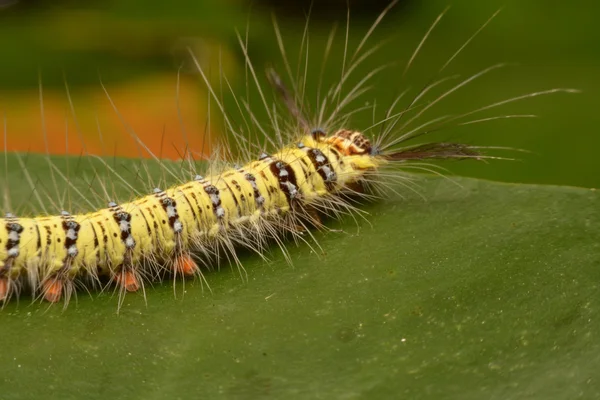 Black and yellow hairy caterpillar with strange mouth parts Asia.