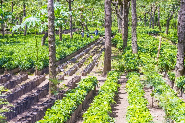 Guatemala coffee plantation