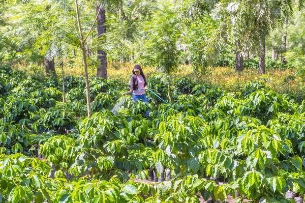 Guatemala coffee plantation