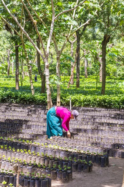 Guatemala coffee plantation