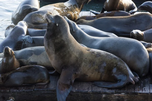 Sea Lions in San Francisco