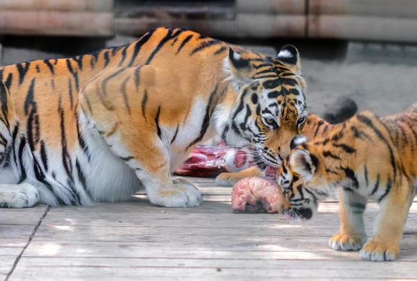 Tiger and tiger cub