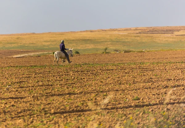 Man donkey rides