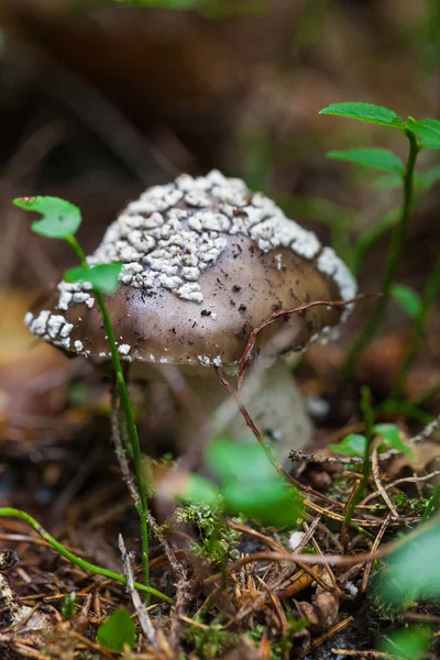 Poisonous mushroom closeup