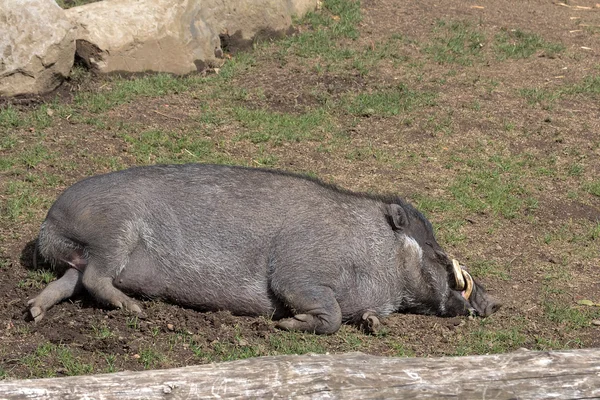 Visayan Warty Pig Boar Sleeping