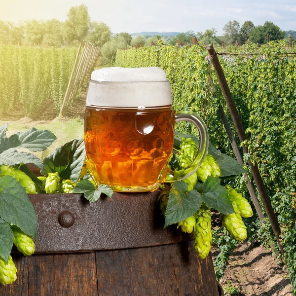 Glass of beer with hop cones in the hop field