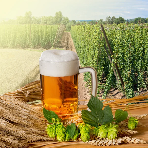 Glass of beer with hop cones in the hop field