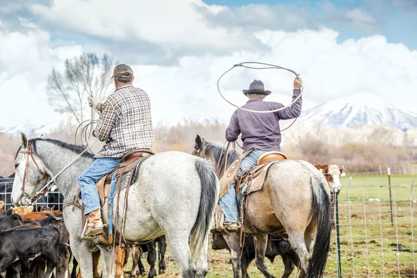 Cowboys catching newly born calves