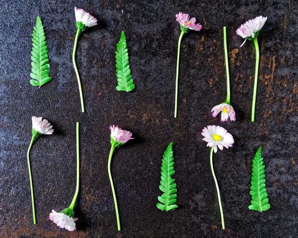 Frame with daisy and leaves of fern