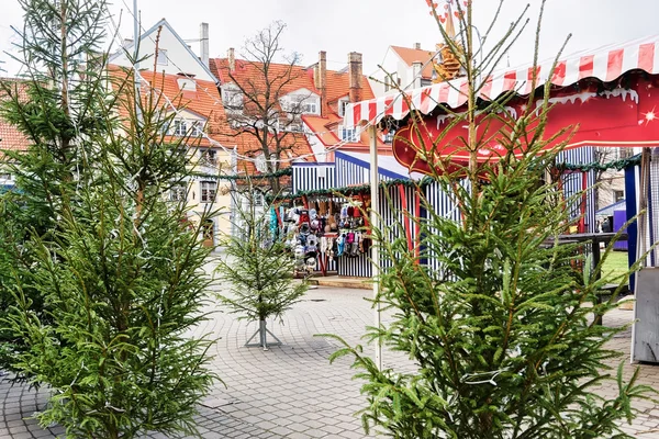Livu square with Christmas trees in old town in Riga