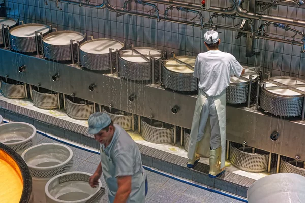 Worker of the cheese-making factory fixing the pressure plate on cheese press