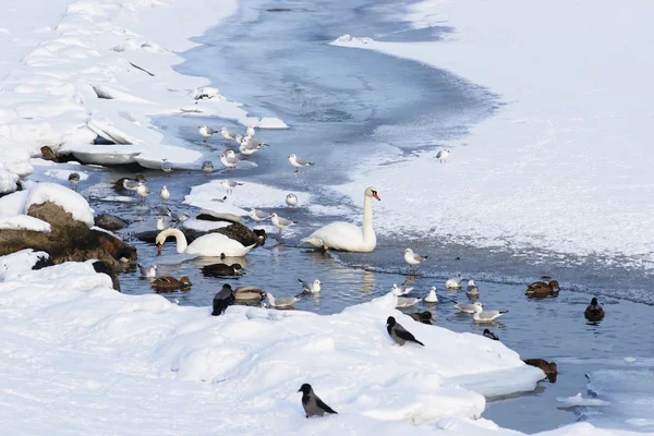 Swans and Ducks in Langelinie Pond in winter Copenhagen