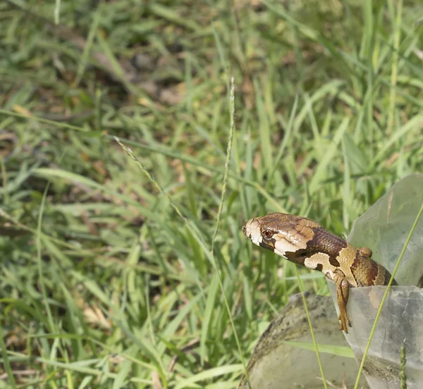 Hemisphaeiodon gerrardii an Australian reptile pink tongue skink