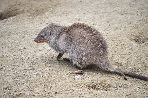 Banded moongose mammal animal