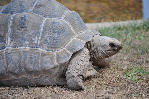 Aldabra giant tortoise reptile animal
