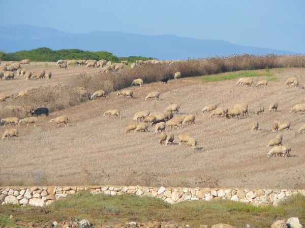 Sheeps in Sardinia