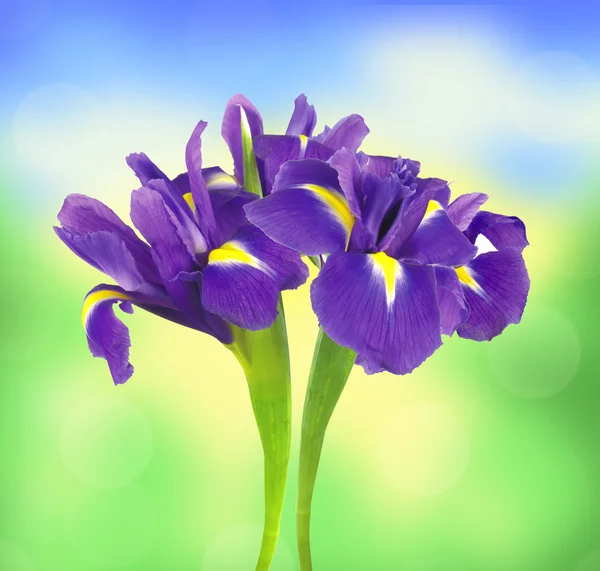 Beautiful dark purple iris flower over bright nature background